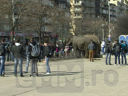 Foto: Elefanti in Baia Mare